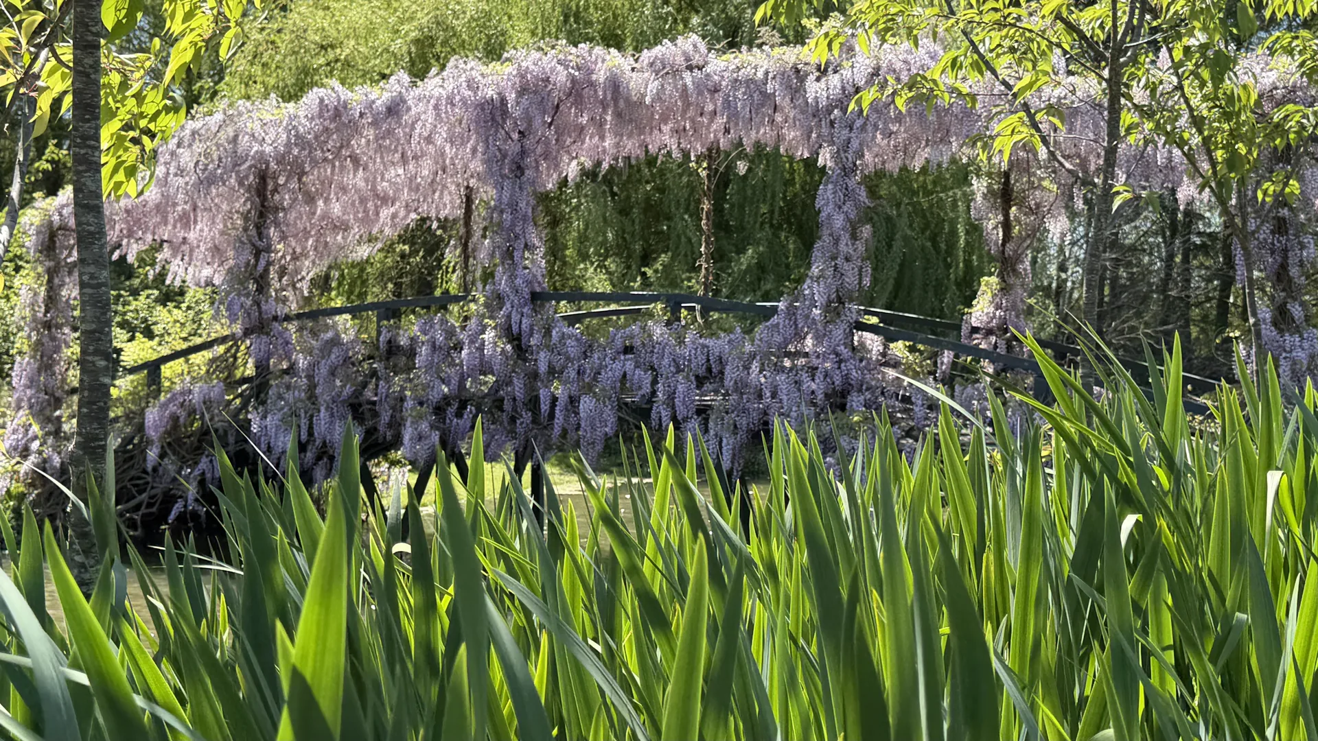 Puente de glicinas en flor