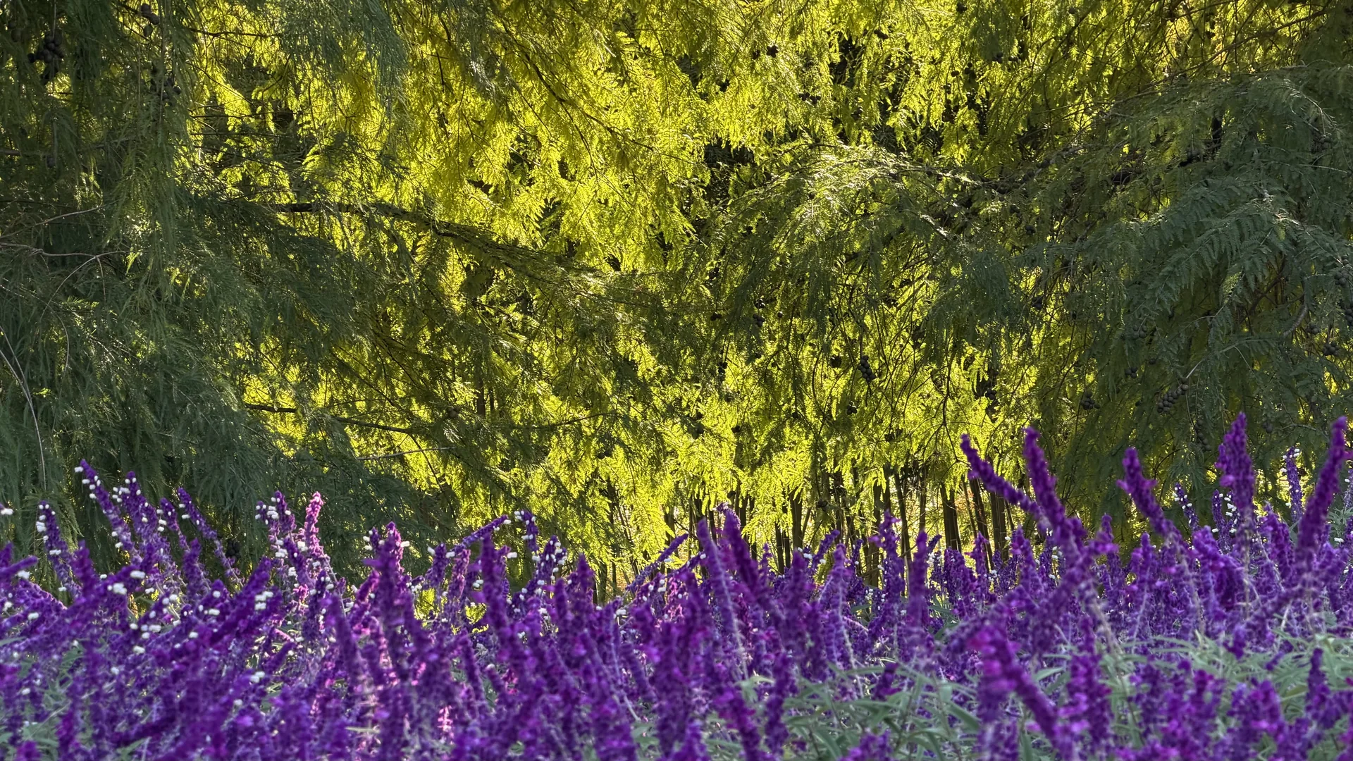 Flores violetas bajo los árboles