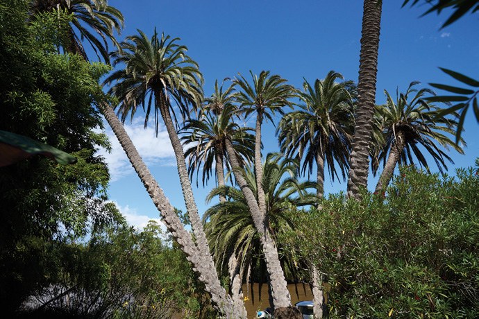 Palmeras de la Isla