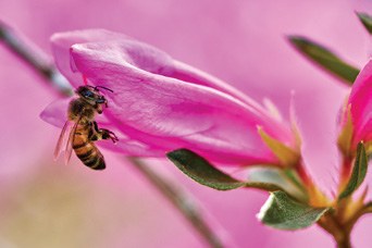 Abeja sobre una flor rosa