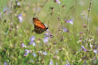 Mariposa entre las flores
